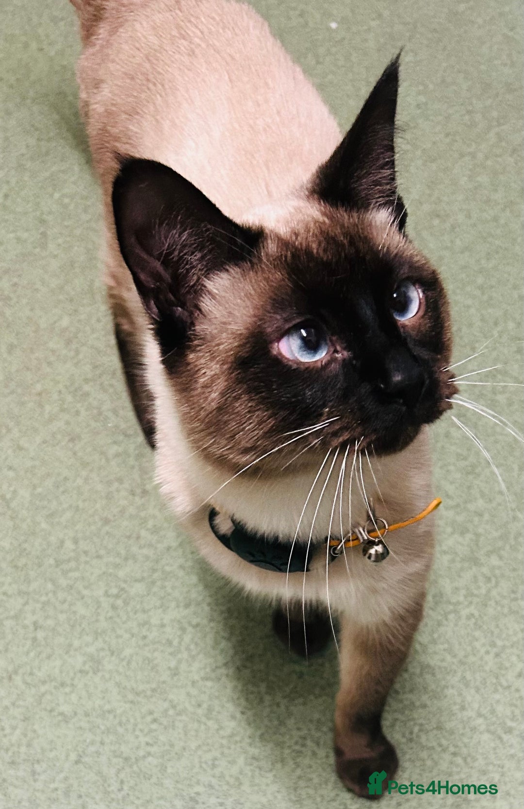 Mixed Breed cats for sale: Musa  - Advert 4