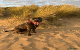 Staffordshire Bull Terrier dogs for stud: Proven Blue Staffordshire bull terrier, Staffy  in Melton Constable - Image 12