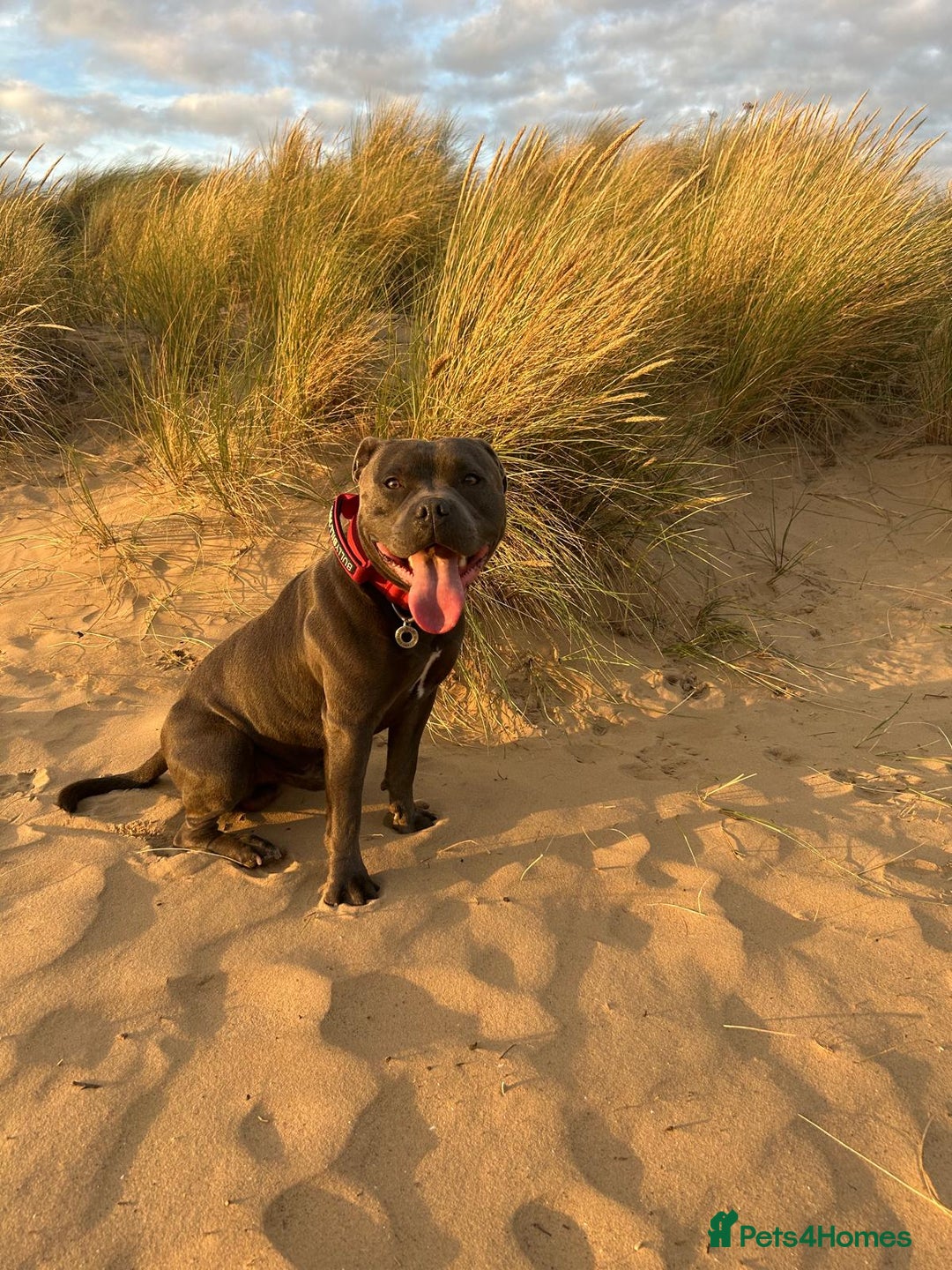 Staffordshire Bull Terrier dogs for stud: Proven Blue Staffordshire bull terrier, Staffy  in Melton Constable - Image 12
