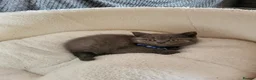 British Shorthair cats for sale: 4 adorable British Shorthair kittens - Advert 17