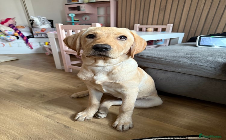 Labrador Retriever dogs - Advert 4