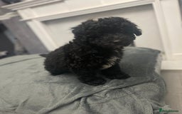 Cockapoo dogs for sale: Last cockapoo puppy left out of 6 - Image 4