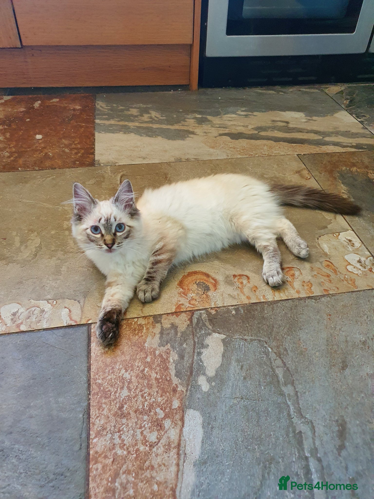 Ragdoll cats Very Beautiful GCCF Registered Ragdoll Kitten. - Advert 2