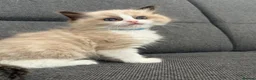 Ragdoll cats for sale: Beautiful Ragdoll kittens TICA registered  in Coventry - Advert 15