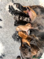 Miniature Dachshund dogs KC smooth Miniature dachshund - Advert 7