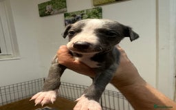 Whippet dogs for sale: Kc reg whippets  - Image 14