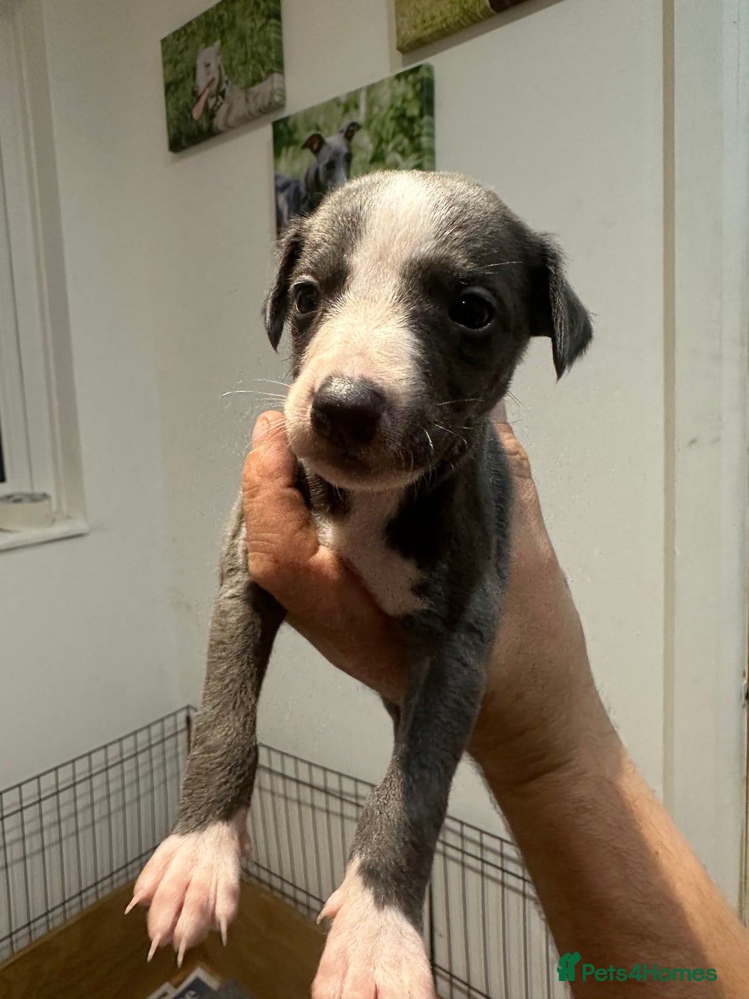 Whippet dogs for sale: Kc reg whippets  - Image 14