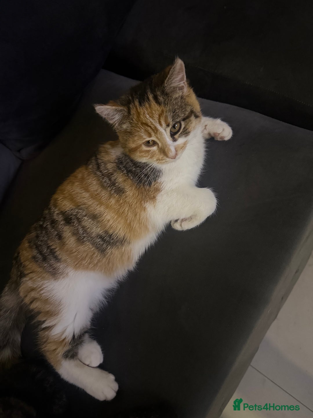 Domestic Shorthair cats for sale: Rare dilute torbie and white girl - Advert 5