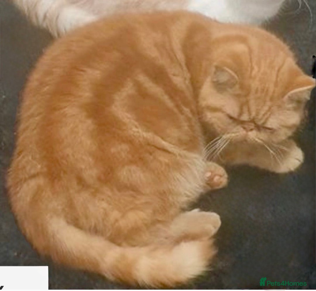 Exotic cats for sale: Gorgeous Young GCCF Exotic female PKD & PRA clear - Advert 3