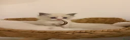 Ragdoll cats for sale: Ragdolls bio  - Advert 9