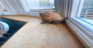 British Shorthair cats - Advert 2