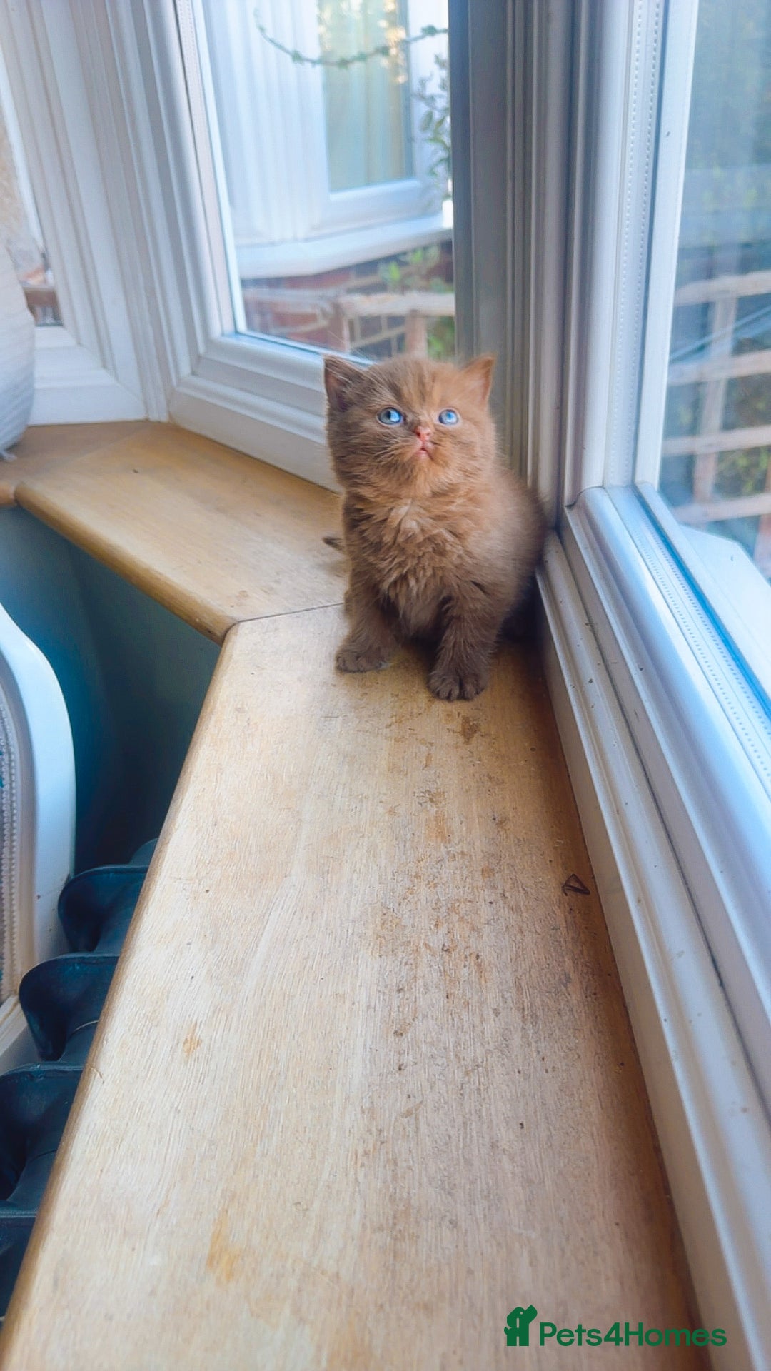 British Shorthair cats for sale: GCCF reg BS kittens true to type cinnamon  - Image 3