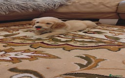 Golden Retriever dogs for sale: Gentle and loving Golden Retriever puppiess  - Image 5