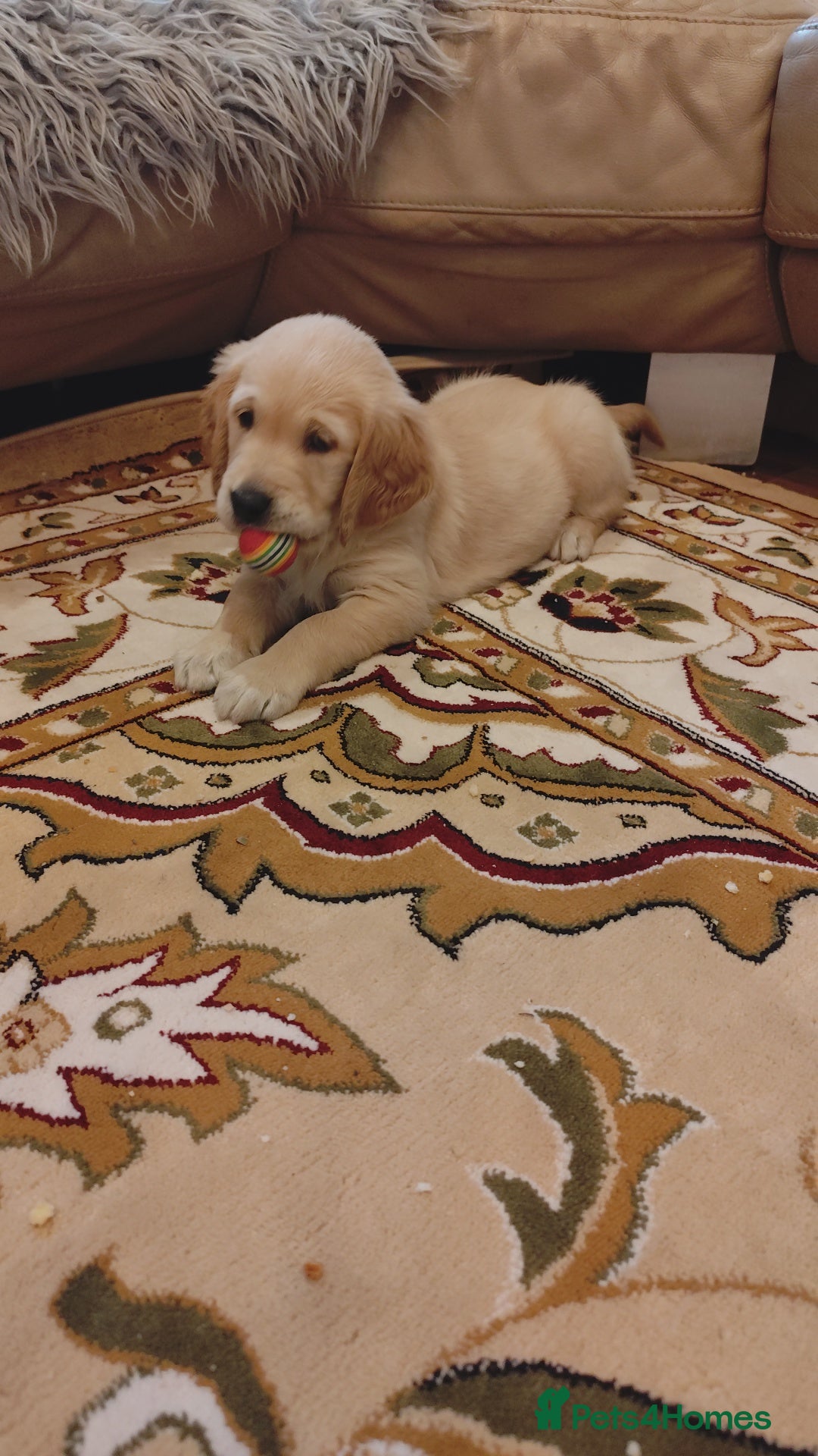 Golden Retriever dogs for sale: Gentle and loving Golden Retriever puppiess  - Image 5