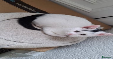 Mixed Breed cats - Advert 5