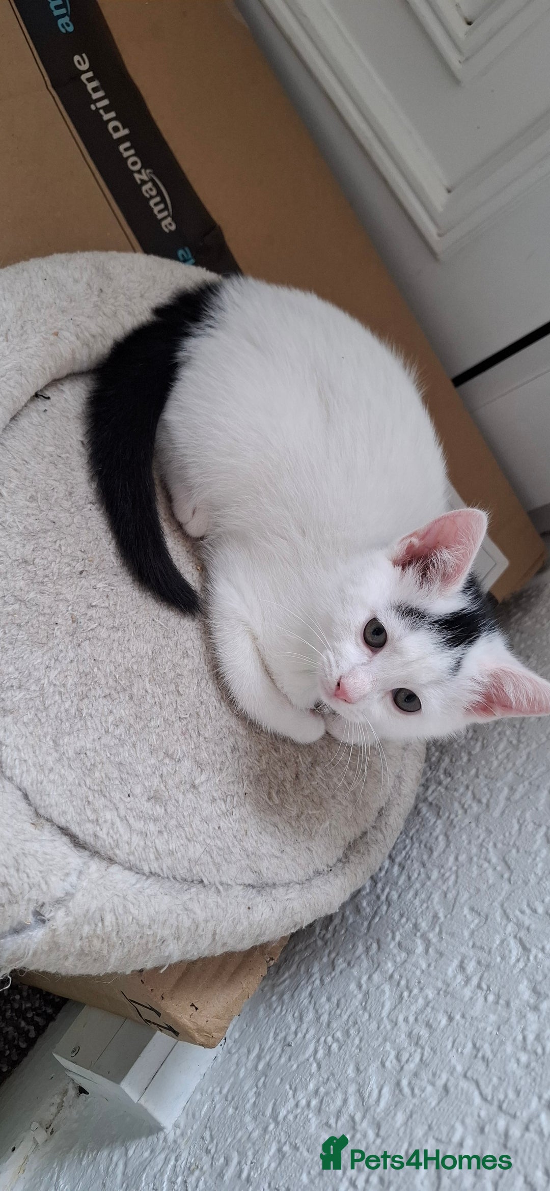 Mixed Breed cats for sale: Cute Furry Friends Ready to find new home. - Image 3