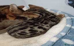 Bengal cats for sale: Pure Bengal kittens - Image 18