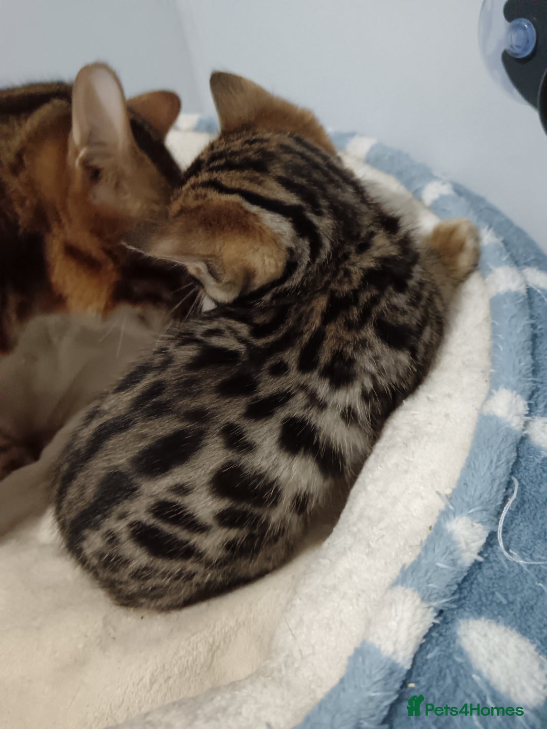 Bengal cats for sale: Pure Bengal kittens - Image 18