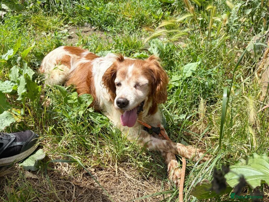 Brittany Spaniel dogs for adoption: Nuca  in Tonypandy - Advert 1