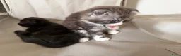 Persian cats for sale: Persian grey/scottishfold kittens  in Blackwood - Advert 4