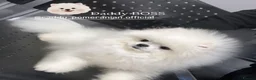 Pomeranian dogs for sale: Ready now 🧸 champion line🥇Koreanian line  - Advert 5