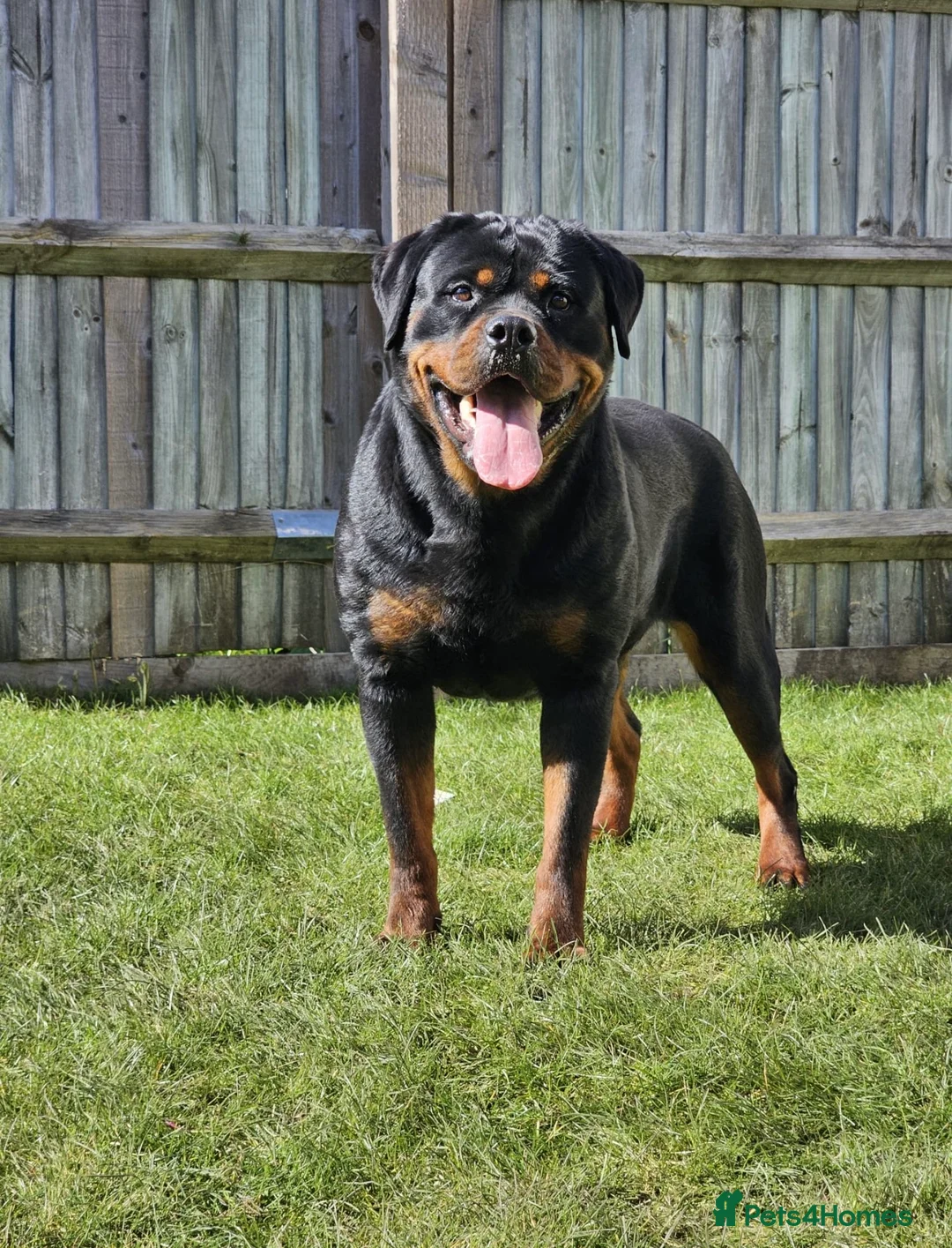 Rottweiler dogs for sale: STUNNING EUROPEAN BLOODLINE ROTTWEILER PUPPIES in Bracknell - Advert 1
