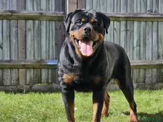Rottweiler dogs STUNNING EUROPEAN BLOODLINE ROTTWEILER PUPPIES - Advert 16