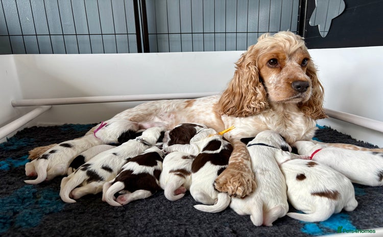 Cocker Spaniel dogs - Advert 12