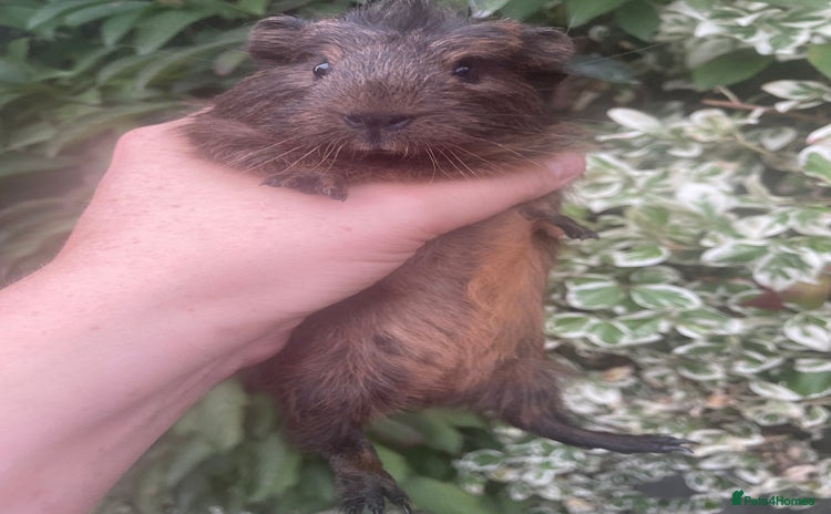 Guinea Pig rodents - Advert 1