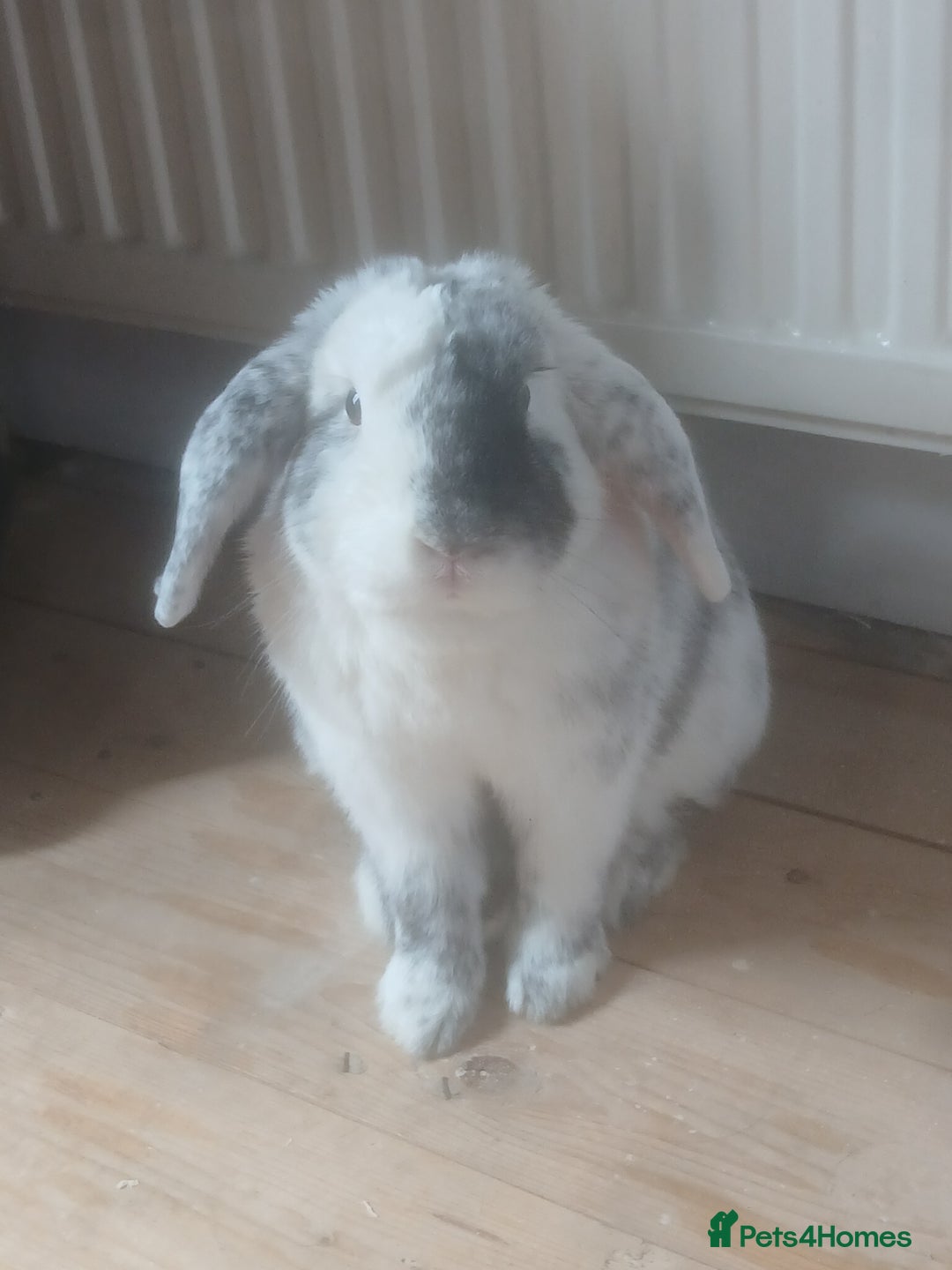 English Lop rabbits for sale: Male English lop - Image 1