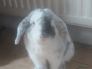 English Lop rabbits - Advert 33