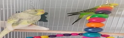 Budgerigars birds for sale: Two male bonded budgies - Advert 2