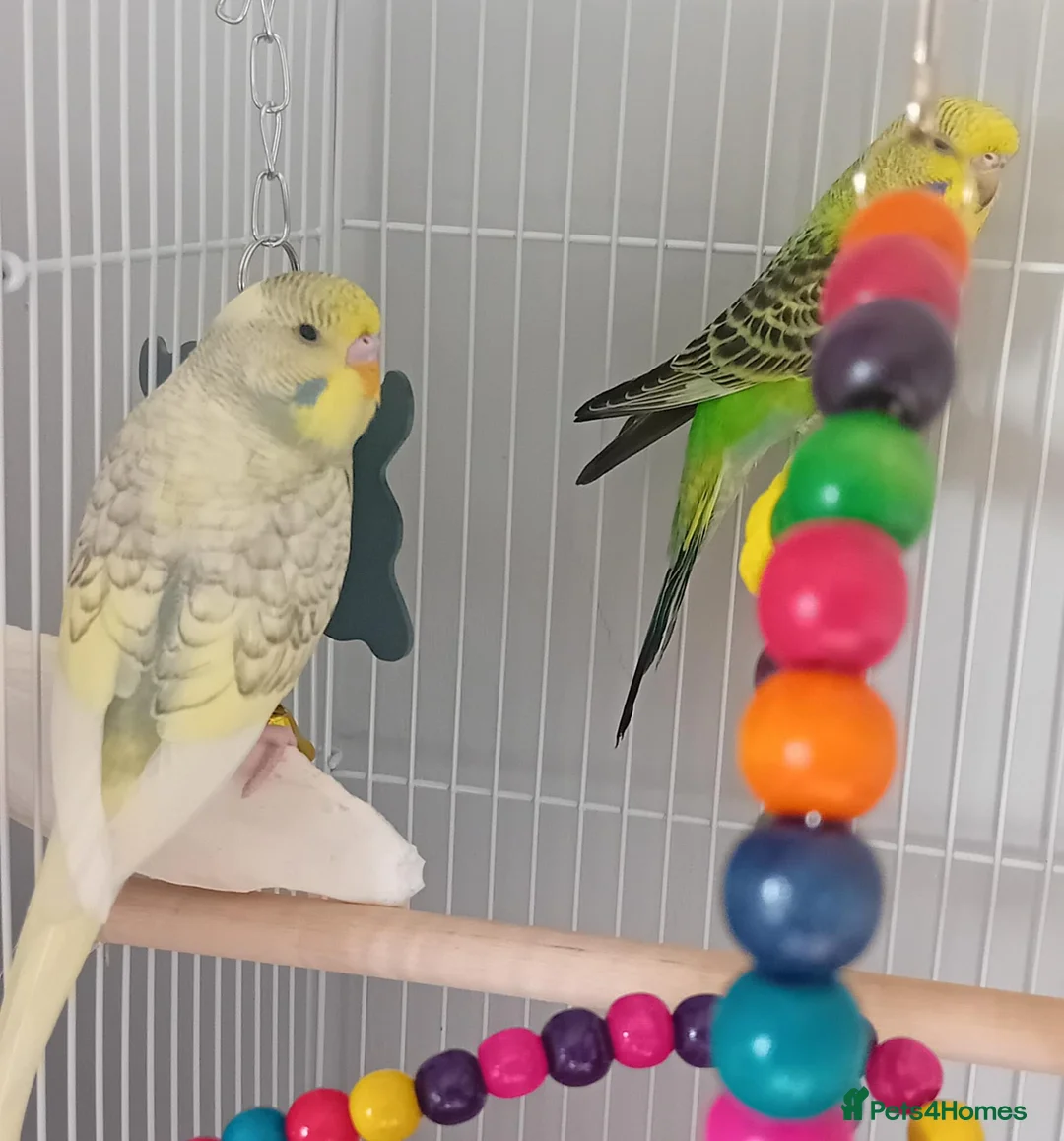 Budgerigars birds for sale: Two male bonded budgies - Advert 2