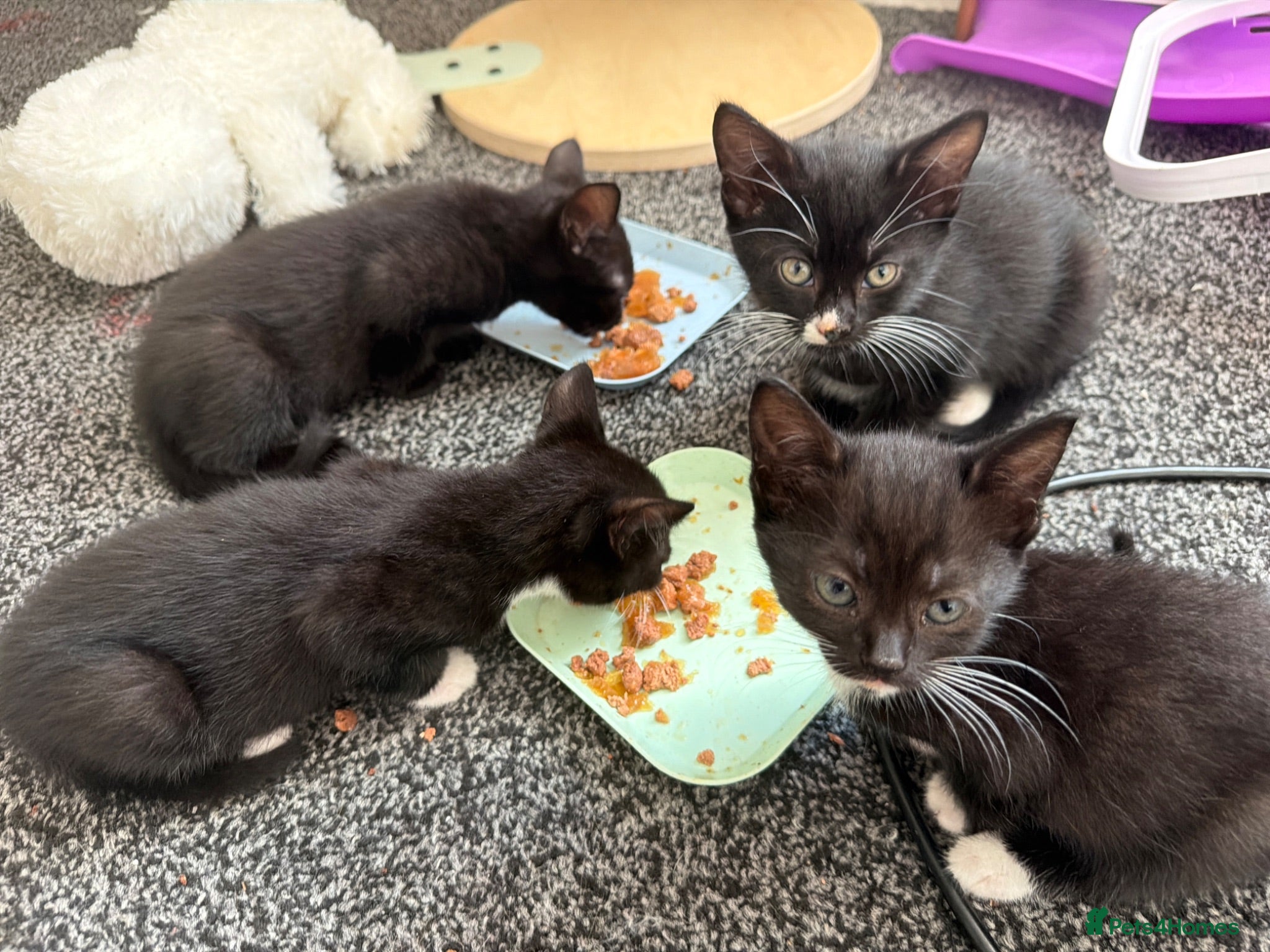 Mixed Breed cats 5 kittens for sale.  - Advert 1