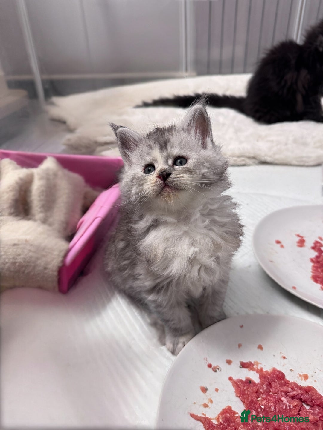 Maine Coon cats for sale: 🌟🌟Beautiful Maine Coon kittens🌟🌟 - Advert 11