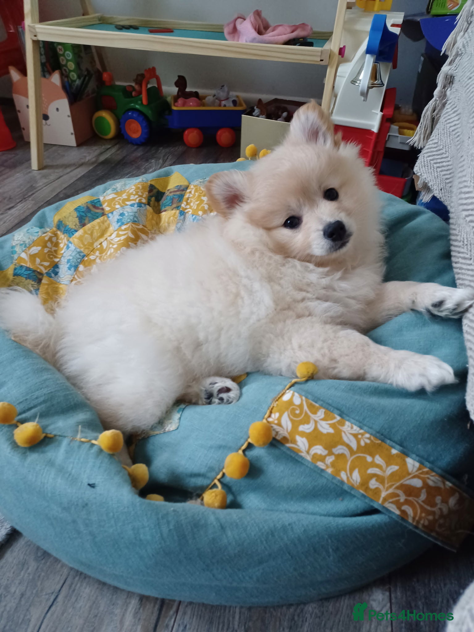 German Spitz dogs Unique female Spitz puppy available now - Advert 1