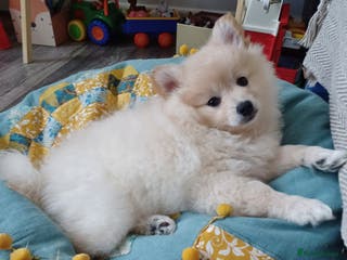 German Spitz dogs Unique female Spitz puppy available now - Advert 4