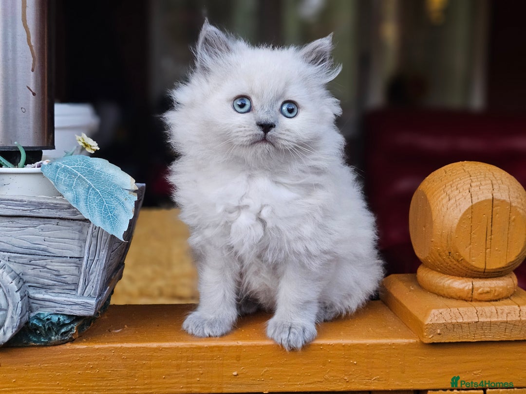 British Shorthair cats for sale: Last 4 male British Short-hair/long hair kittens  - Image 14