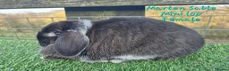 Mini Lop rabbits for sale: Various Adult Mini Lops  - Advert 5