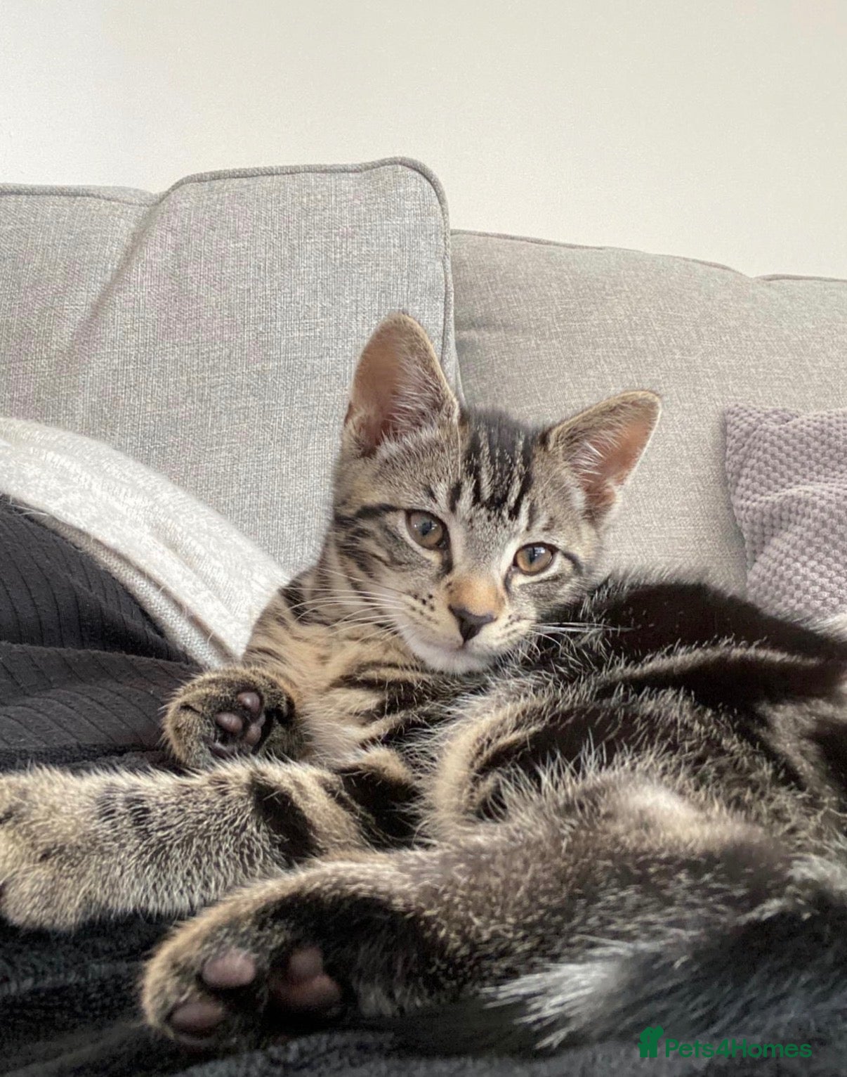 Mixed Breed cats  British short hair tabby cat - Advert 5