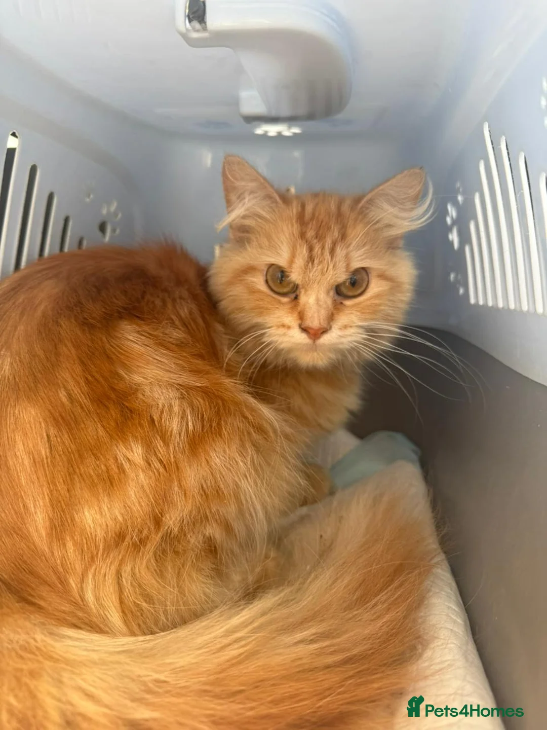 Mixed Breed cats for adoption: HARK-MIX PERSIAN CUDDLY BOY NEUTERED VACCINATED - Advert 7