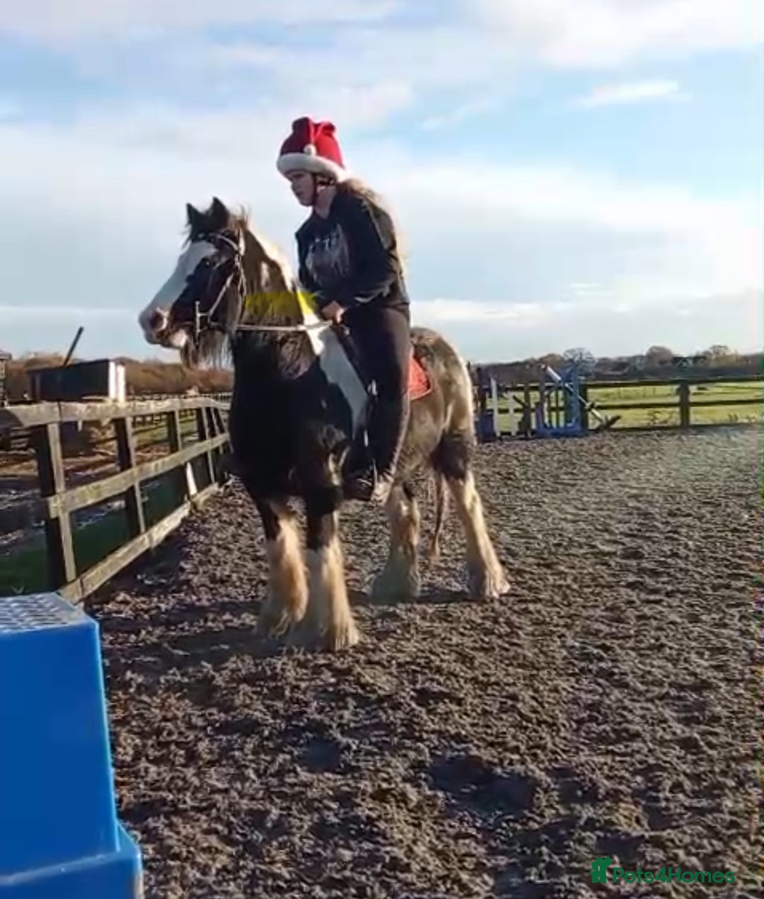 Riding pony horses for sale: Nancy  - Advert 3