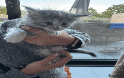 Maine Coon cats for sale: Maine coon kittens -2 boys and 1 girls left - Image 18