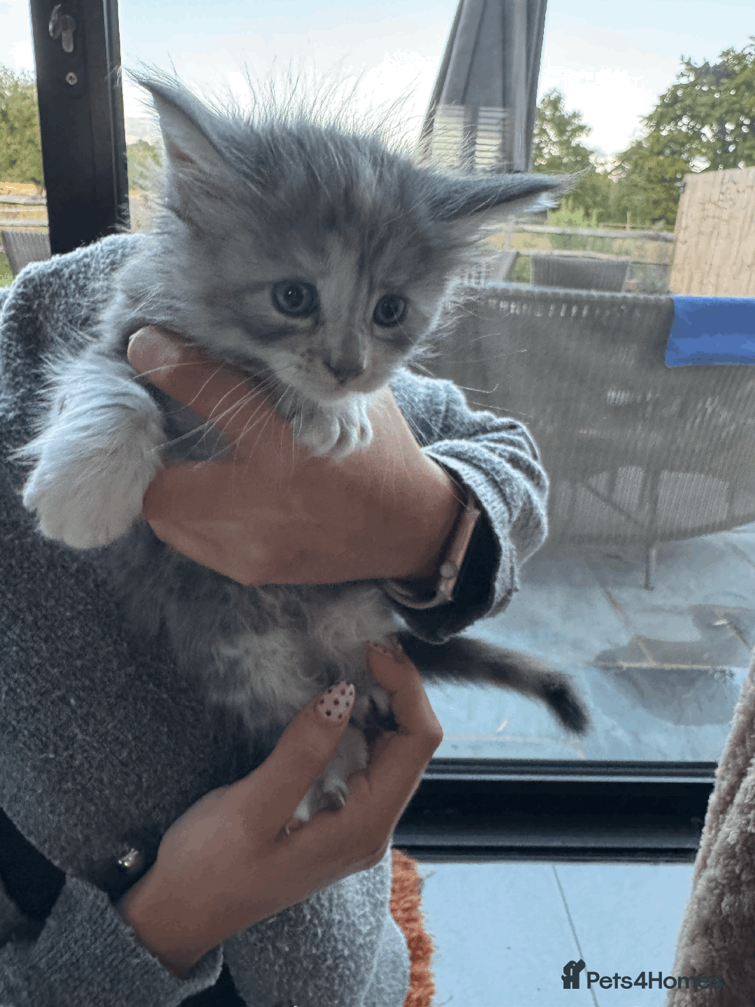 Maine Coon cats for sale: Maine coon kittens -2 boys and 1 girls left - Image 18