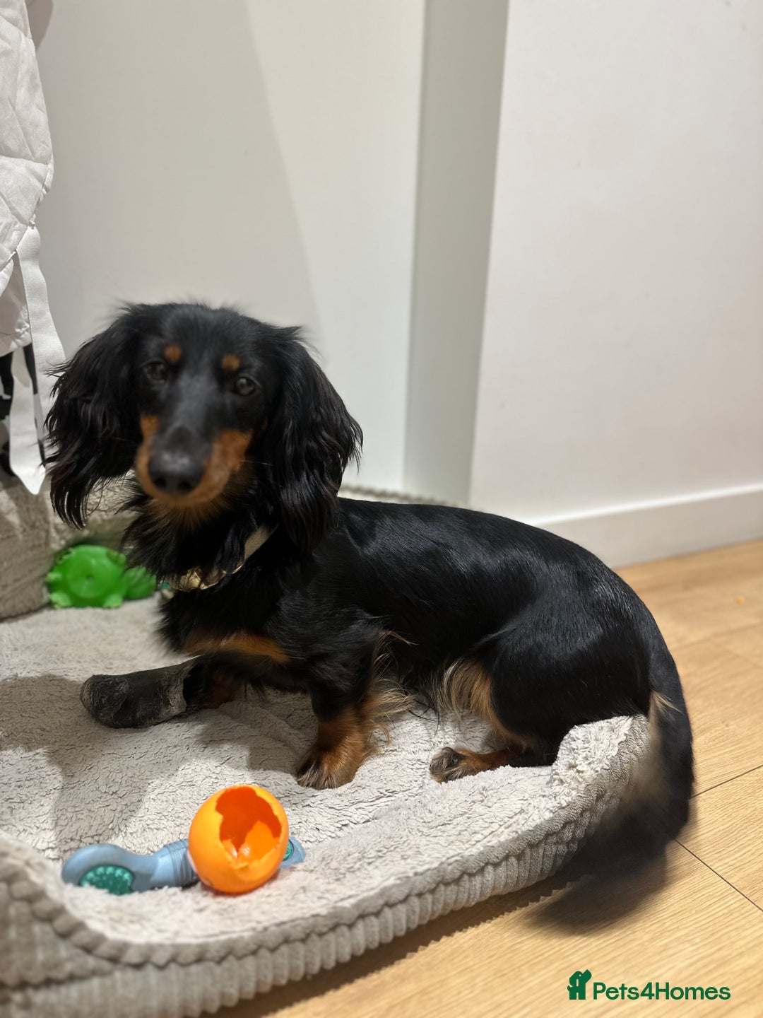 Dachshund dogs for sale: 1 year old male looking for forever home  - Advert 2