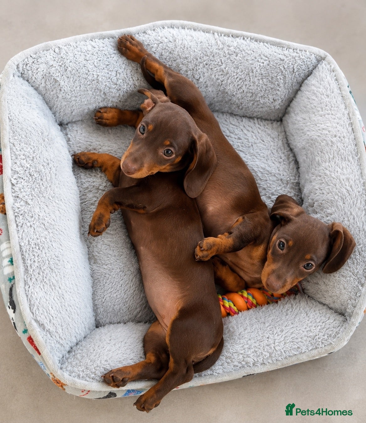 Miniature Dachshund dogs True miniature dachshund puppies  - Advert 14