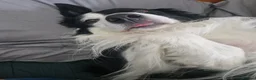 Bearded Collie dogs for stud: Proven stud - Advert 2