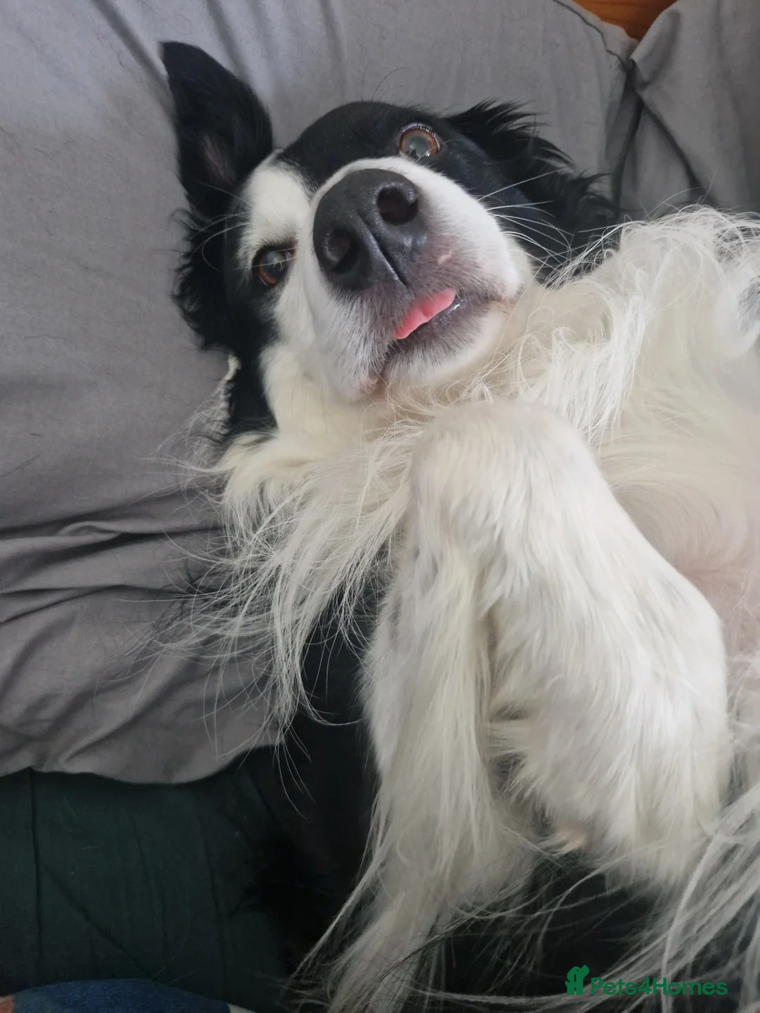 Bearded Collie dogs for stud: Proven stud - Advert 2