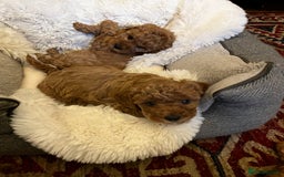 Cavapoo dogs for sale: 7 adorable puppies for sale 5 girls 2 boys  - Image 6