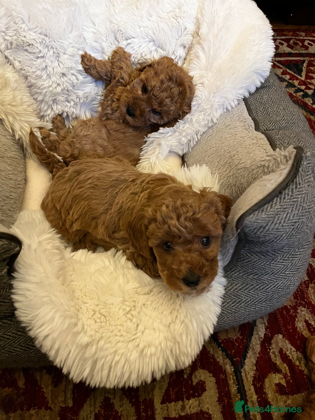 Cavapoo dogs for sale: 7 adorable puppies for sale 5 girls 2 boys  - Image 6